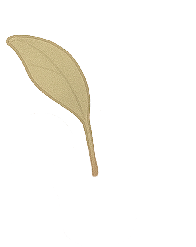 plant leaf