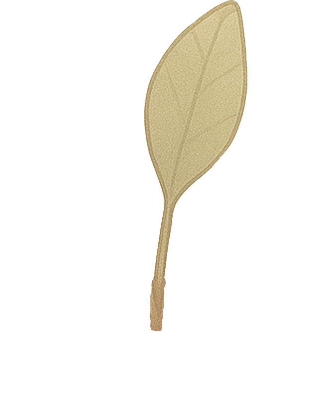 plant leaf