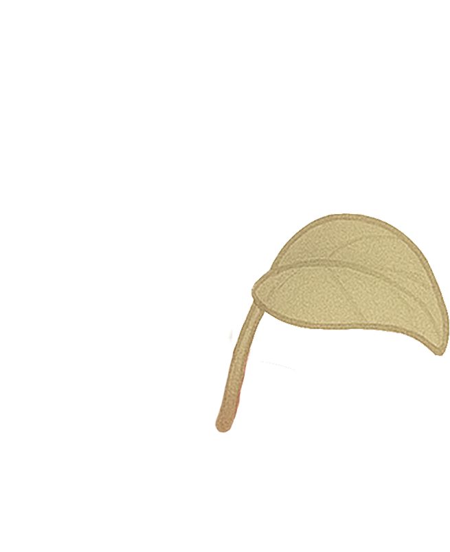 plant leaf